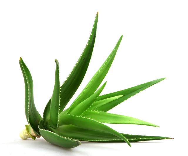 Aloe Vera Barbadensis Miller