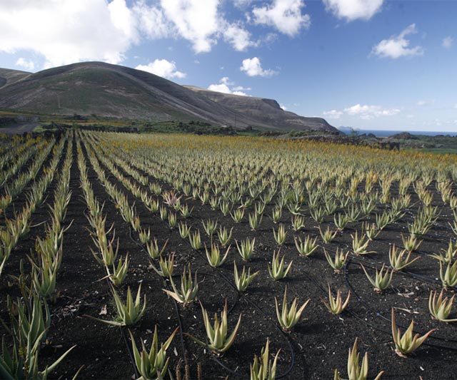Aloe cultivado en EEUU y México